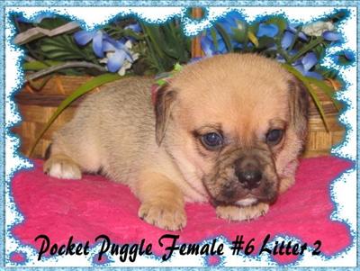 Puppies in KY
